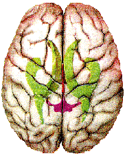 cerebrum.png