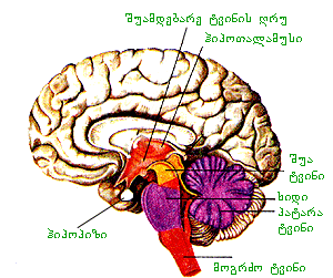 cerebrum_1.png