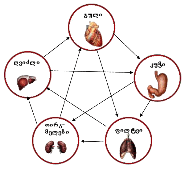 organoebis_sqema.png